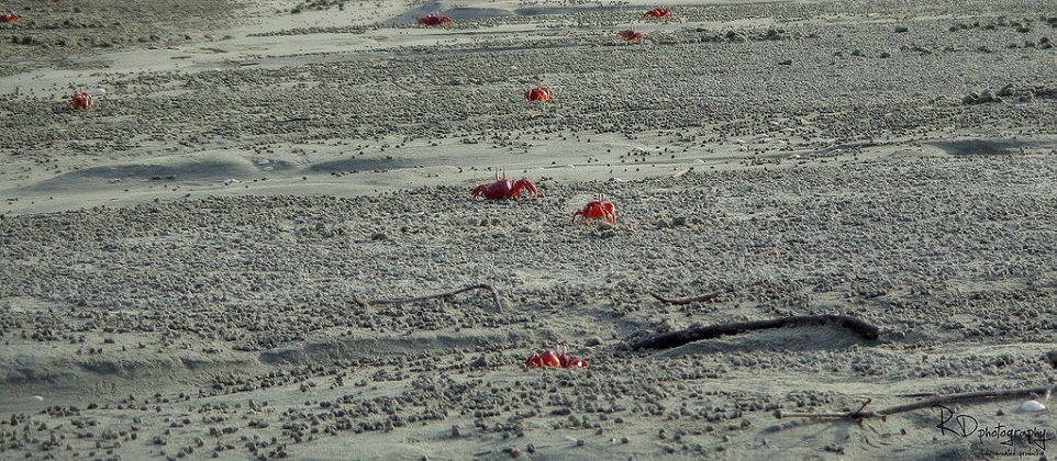 Red Crab, Kuakata Sea, Bangladesh